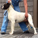 Johnson American Bulldogs - Vada Johnson American Bulldogs - Vada