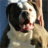 American Bulldog - Johnson's Dick The Bruiser 01 - Johnson American Bulldogs