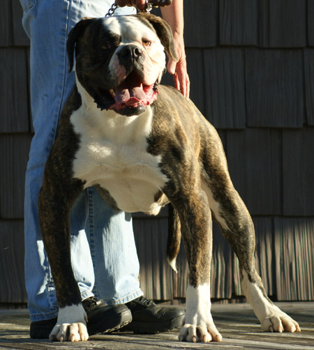 American Bulldog - Johnson's Dick The Bruiser 01 - Johnson American Bulldogs