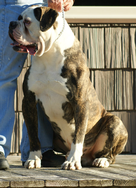 American Bulldog - Johnson's Dick The Bruiser 01 - Johnson American Bulldogs