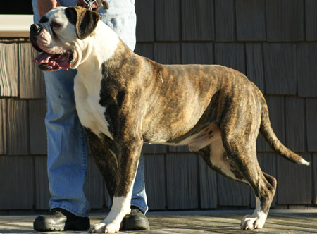 American Bulldog - Johnson's Dick The Bruiser 01 - Johnson American Bulldogs