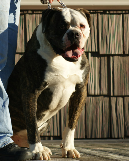 American Bulldog - Johnson's Dick The Bruiser 01 - Johnson American Bulldogs