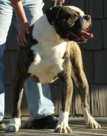 American Bulldog - Johnson's Dick The Bruiser 01 - Johnson American Bulldogs