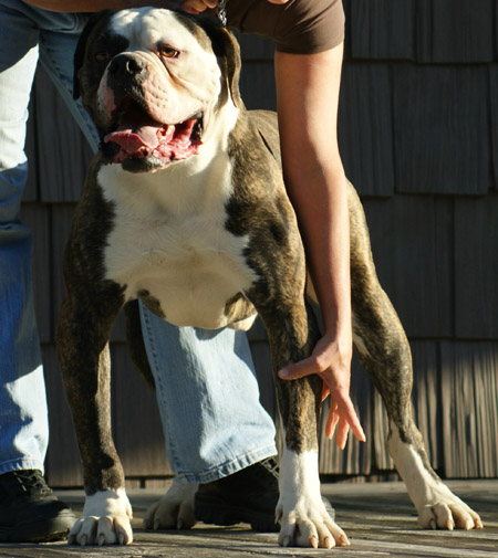 American Bulldog - Johnson's Dick The Bruiser 01 - Johnson American Bulldogs