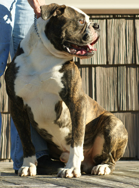 American Bulldog - Johnson's Dick The Bruiser 01 - Johnson American Bulldogs