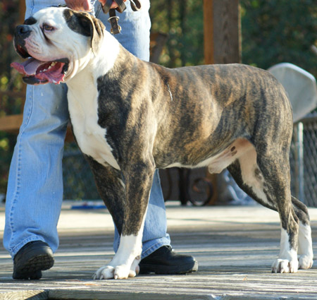 American Bulldog - Johnson's Dick The Bruiser 01 - Johnson American Bulldogs