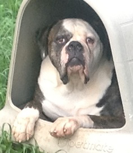 American Bulldog - Johnson's Dick The Bruiser 01 - Johnson American Bulldogs