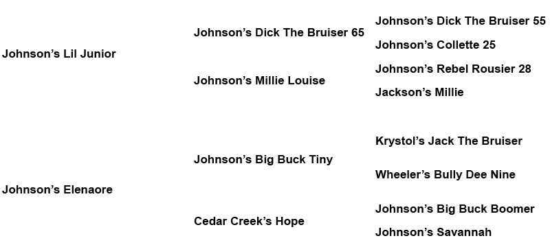 American Bulldog - Johnson's Dick The Bruiser 01 - Johnson American Bulldogs