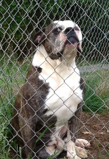 American Bulldog - Johnson's Dick The Bruiser 01 - Johnson American Bulldogs