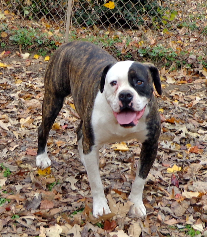 Johnson D. Johnson Kennels - Jackie