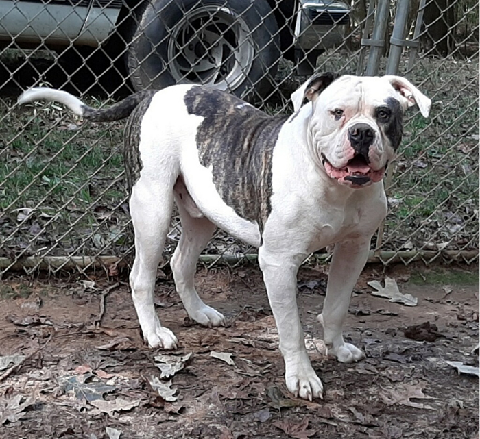 Johnson D. Johnson Kennels - Rebel Rouiser 711